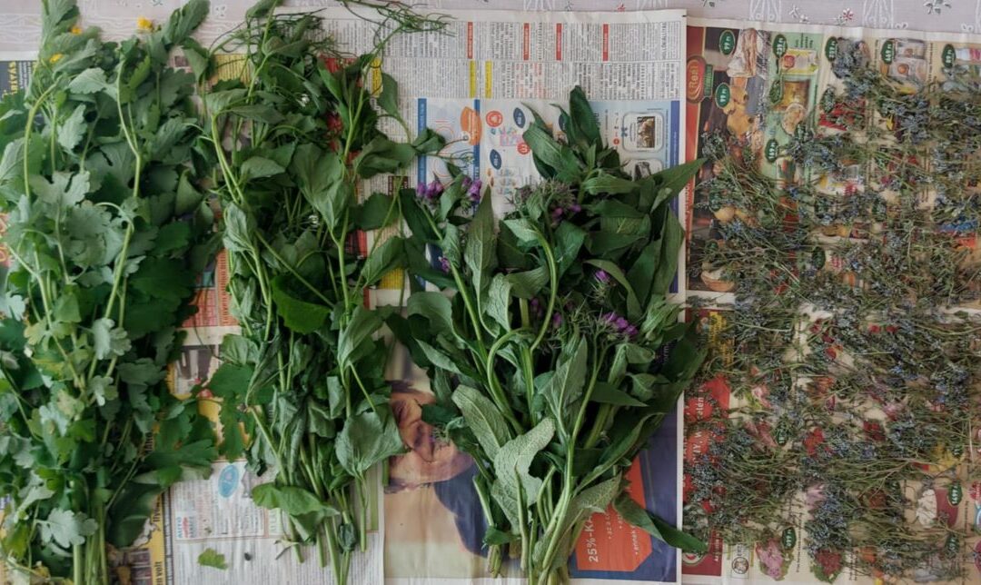 🌿 Tavaszi gyógynövény-kisokos 🌿