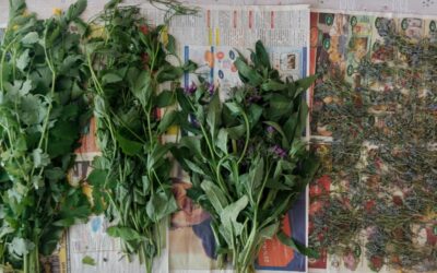 🌿 Tavaszi gyógynövény-kisokos 🌿